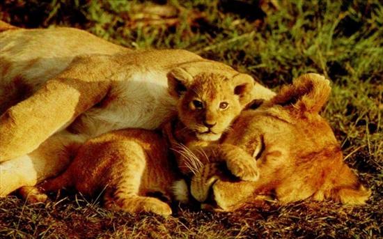 zwierzęta - Lion 21.jpg