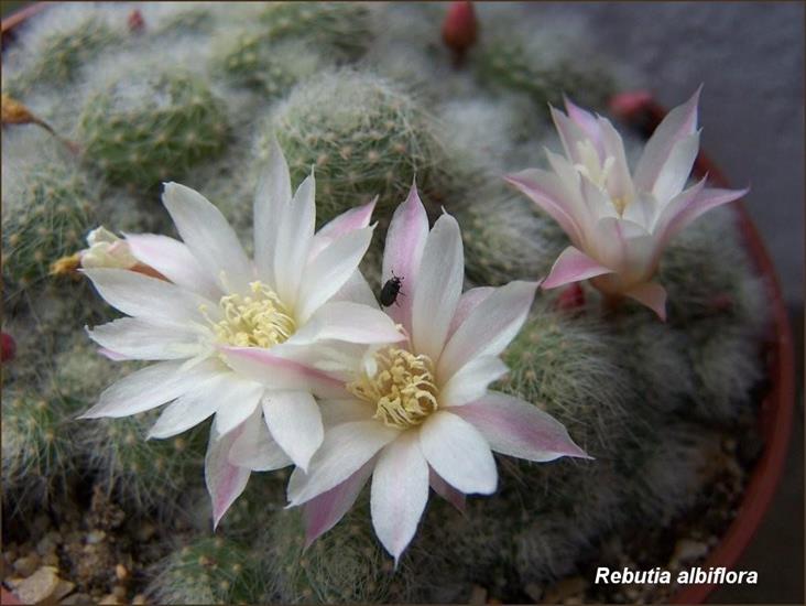 Kwitnące kaktusy - kaktusik007.jpg