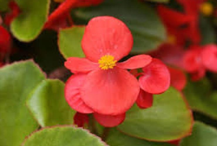 begonie - begonia.jpg